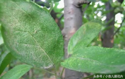 家庭养花常见虫害防治方法,家庭养花防治虫害方法有哪些