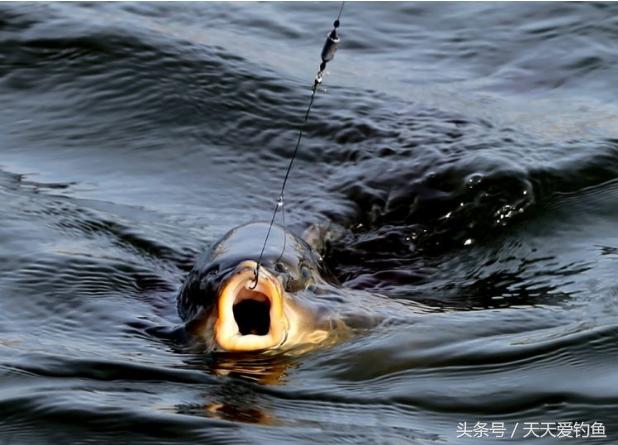 钓大鱼遛鱼正确的握竿姿势,钓大鱼的提竿及遛鱼技巧