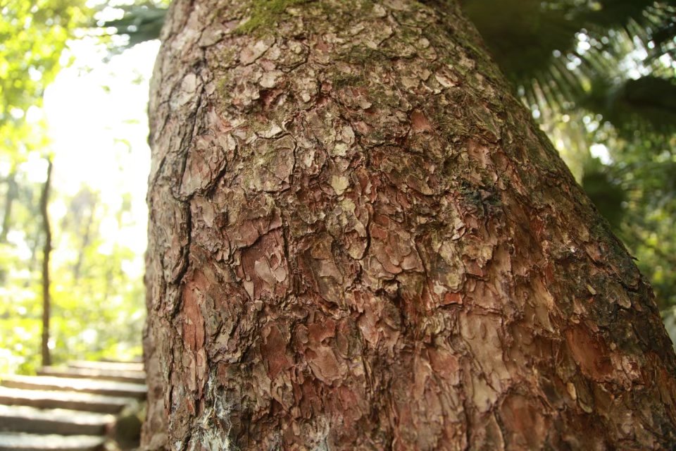 广西壮族自治区桂平西山一游,广西壮族三月三桂平西山游