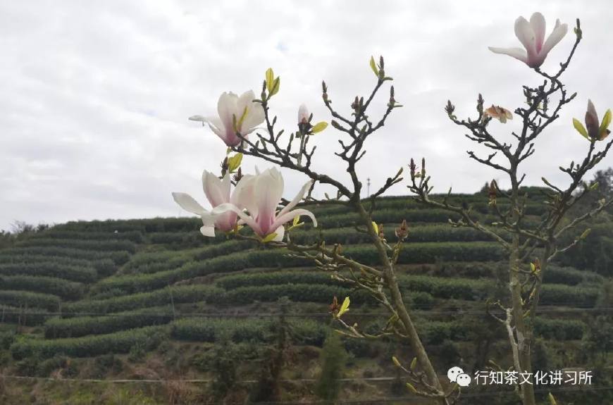 温州问道,温州问界