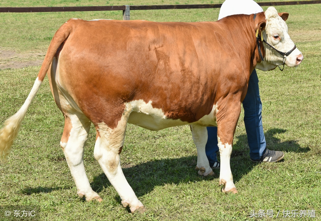 养牛人必须做好防大于治,养牛七只一年赚多少钱