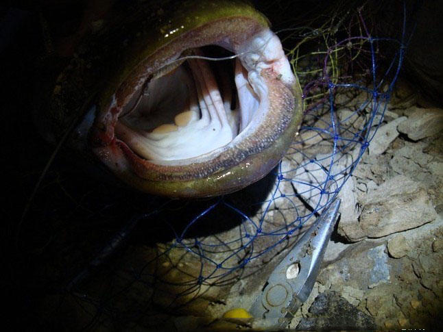 钓鲶鱼技术视频大全,钓野生鲶鱼绝招