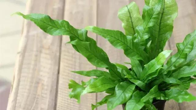 花卉栽不活怎么办,花卉枯萎怎么补救