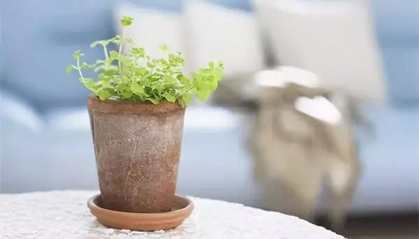 家里的花枯萎了怎么破解,家里的花干枯怎么办