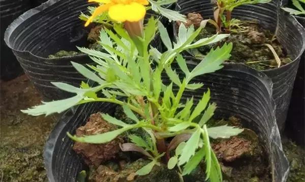 花卉栽不活怎么办,花卉枯萎怎么补救