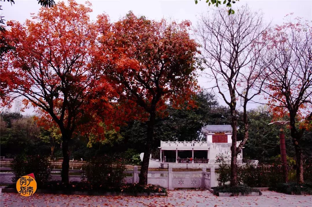 金花茶公园景点,走进金花茶公园