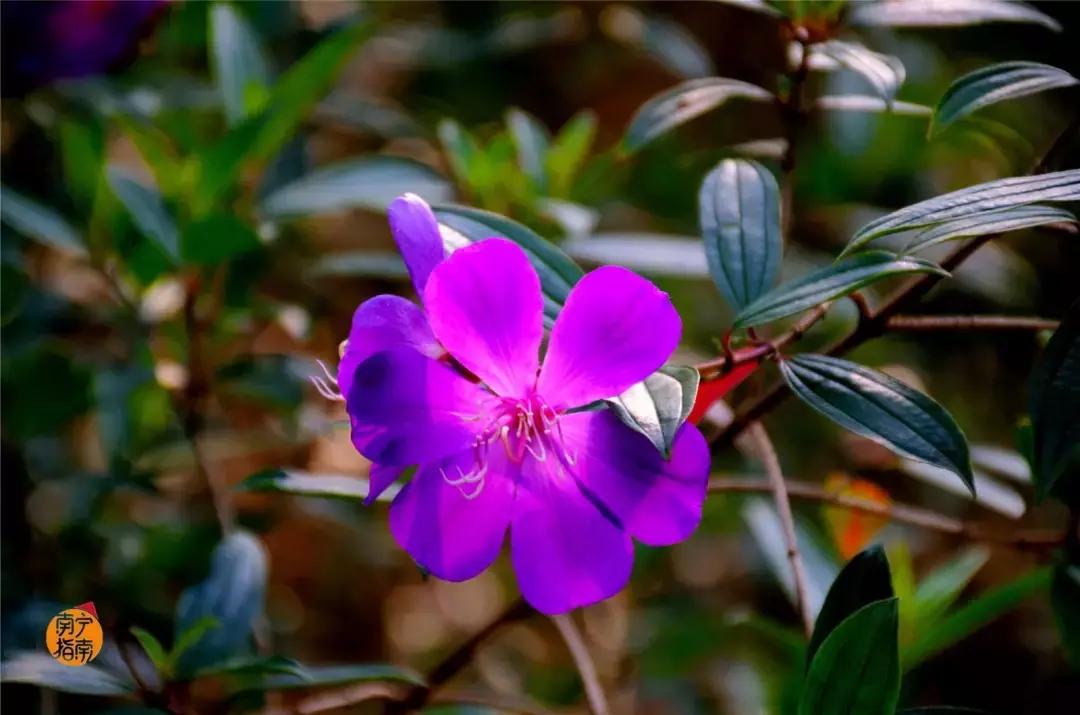 金花茶公园景点,走进金花茶公园