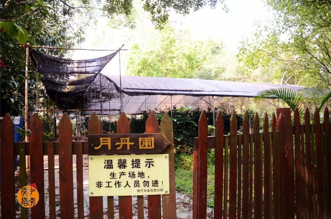 金花茶公园景点,走进金花茶公园