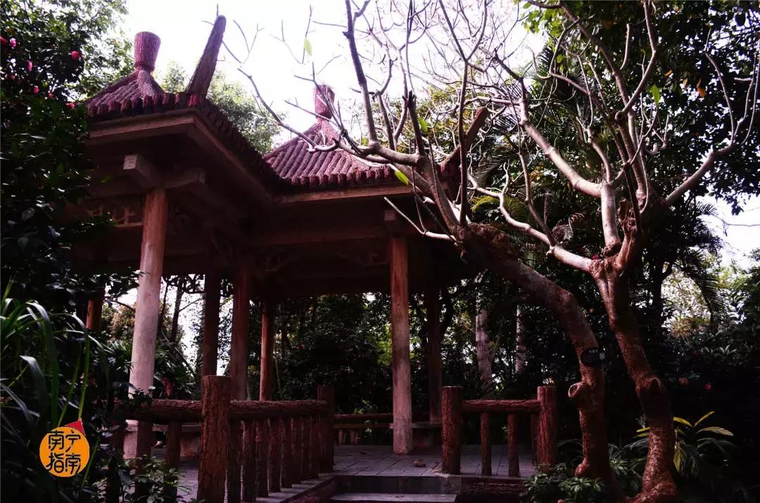 金花茶公园景点,走进金花茶公园