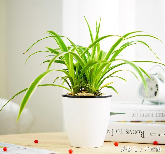 绿萝是否真的有除甲醛的效果,绿萝能除甲醛吗甲醛最怕三个克星