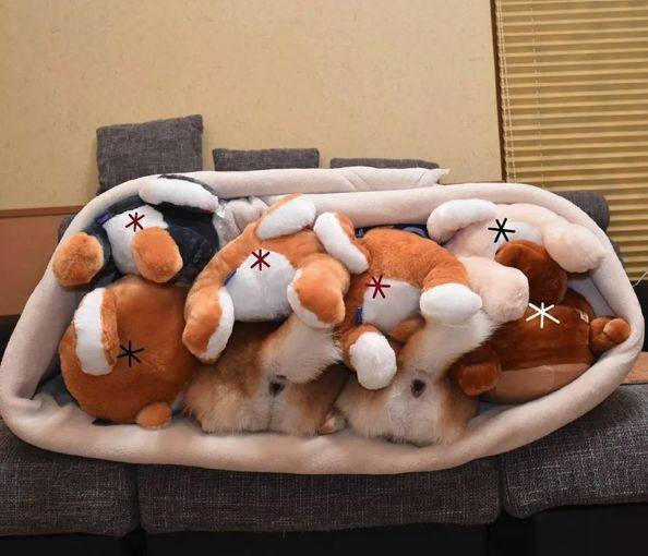 花式秀犬!主人为自家柴犬花重金买玩偶,摆拍秀“朋友圈”