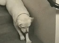 十个拉布拉多,拉布拉多一窝下14个人