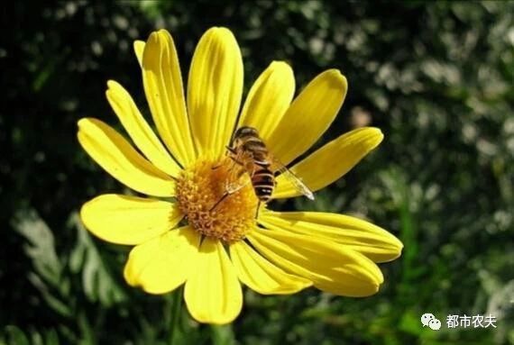 哪些国家的国花是牡丹,为什么中国的国花是牡丹