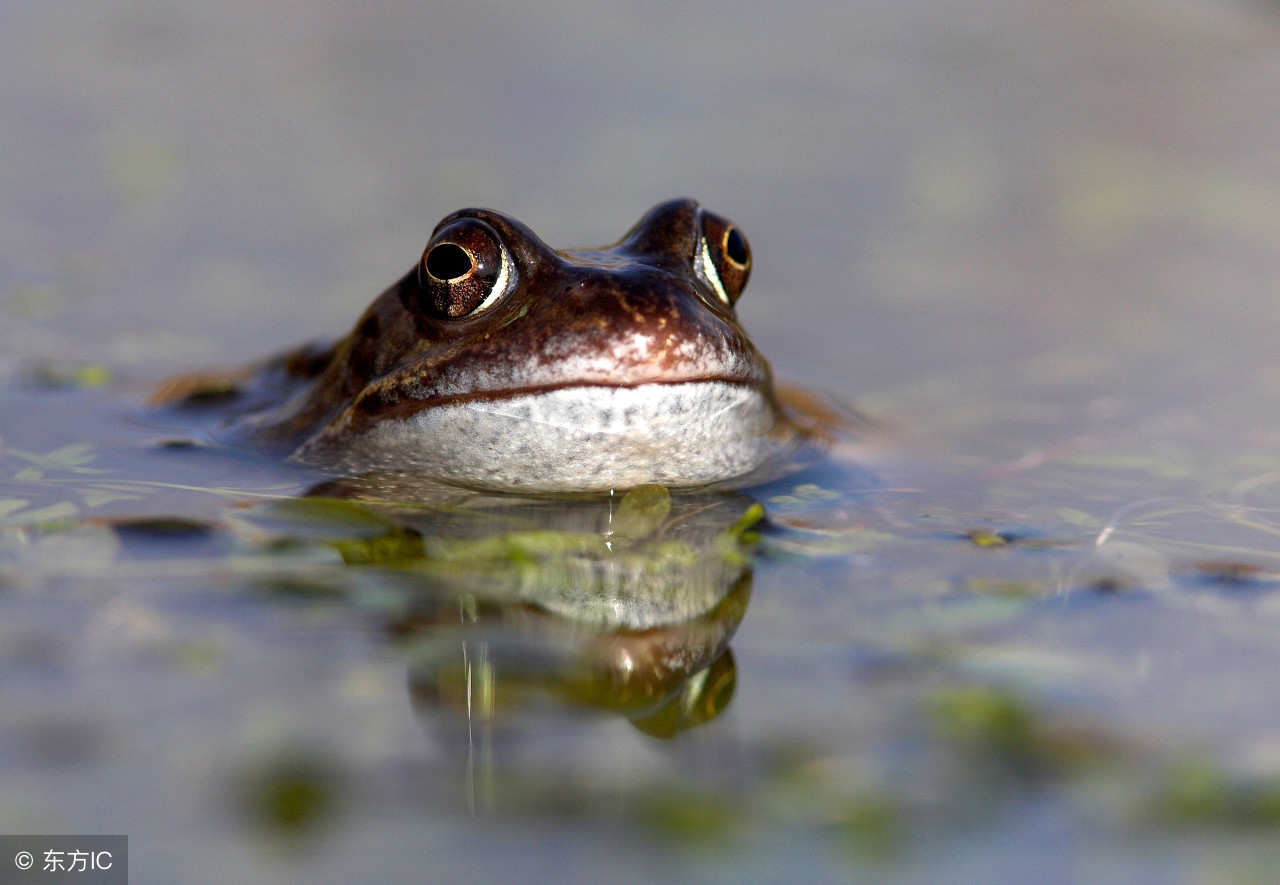 家长给幼童喂食活蝌蚪,幼童喂食活蝌蚪