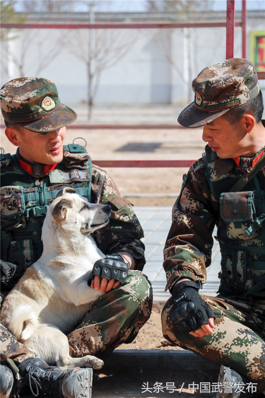 编外“战士”叫“熊猫”