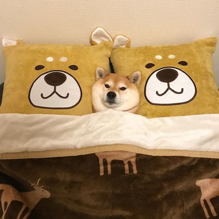 梦见被恶犬咬是什么意思,做梦梦见恶犬是怎么回事