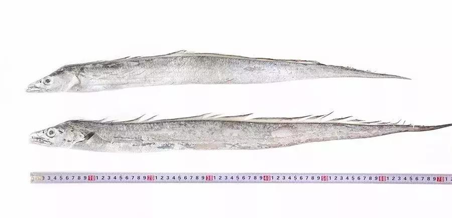 缃戜笂涔扮殑绮惧搧鐚倝,缃戜笂娣樺埌鐨勫ソ涓滆タ