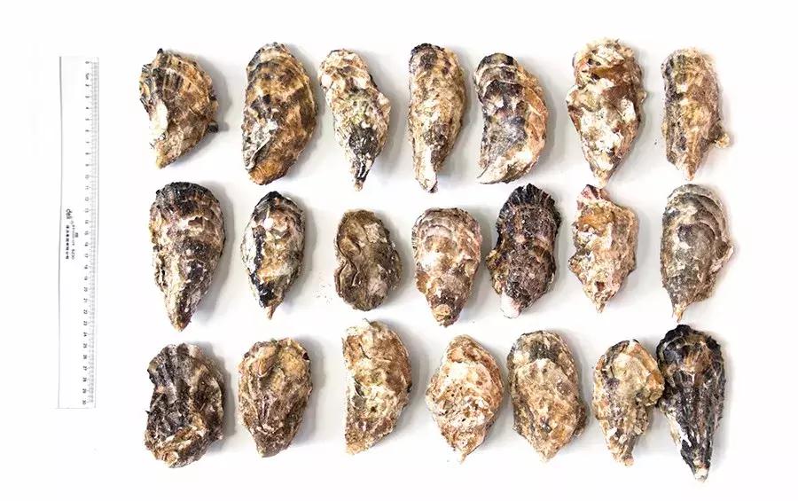 缃戜笂涔扮殑绮惧搧鐚倝,缃戜笂娣樺埌鐨勫ソ涓滆タ