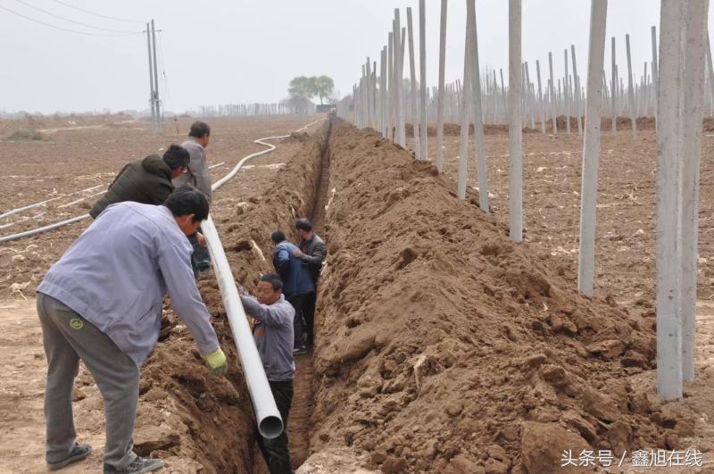 希望的田野歌曲大合唱,希望的田野歌曲舞蹈
