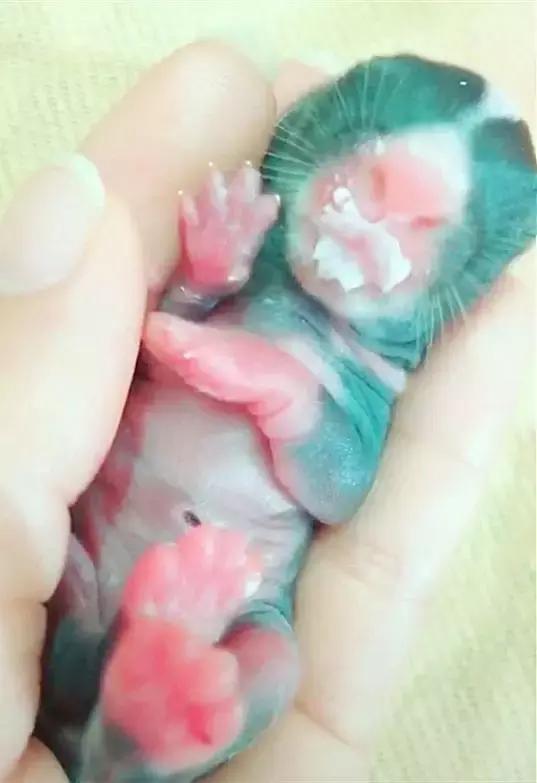 小兔子刚出生兔妈妈不喂奶怎么办,小兔子刚出生就没有妈妈怎么喂食