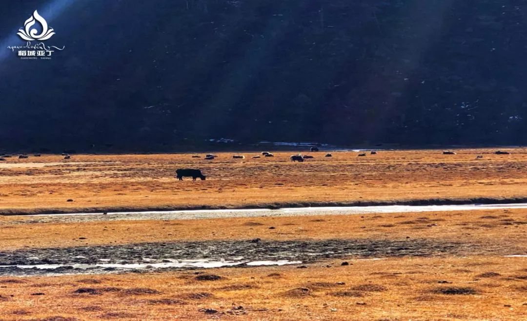 和你一起去稻城亚丁,最浪漫的告白就是带你到稻城亚丁