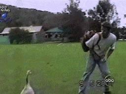 什么鹅的战斗力最强,鹅的战斗力是什么梗