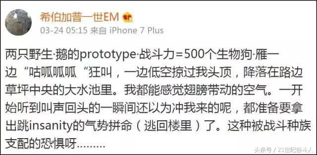 什么鹅的战斗力最强,鹅的战斗力是什么梗