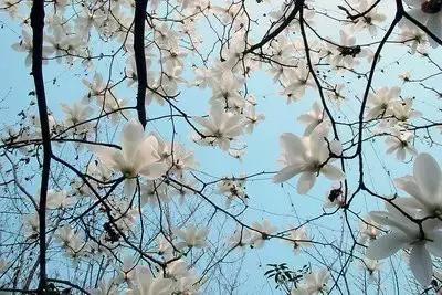 大连高校校花大pk,大连高中校花