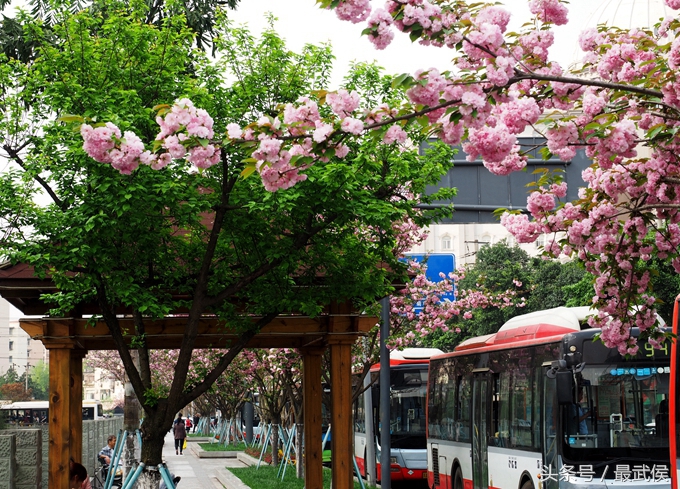 成都看日本樱花,日本哪个区看樱花最好