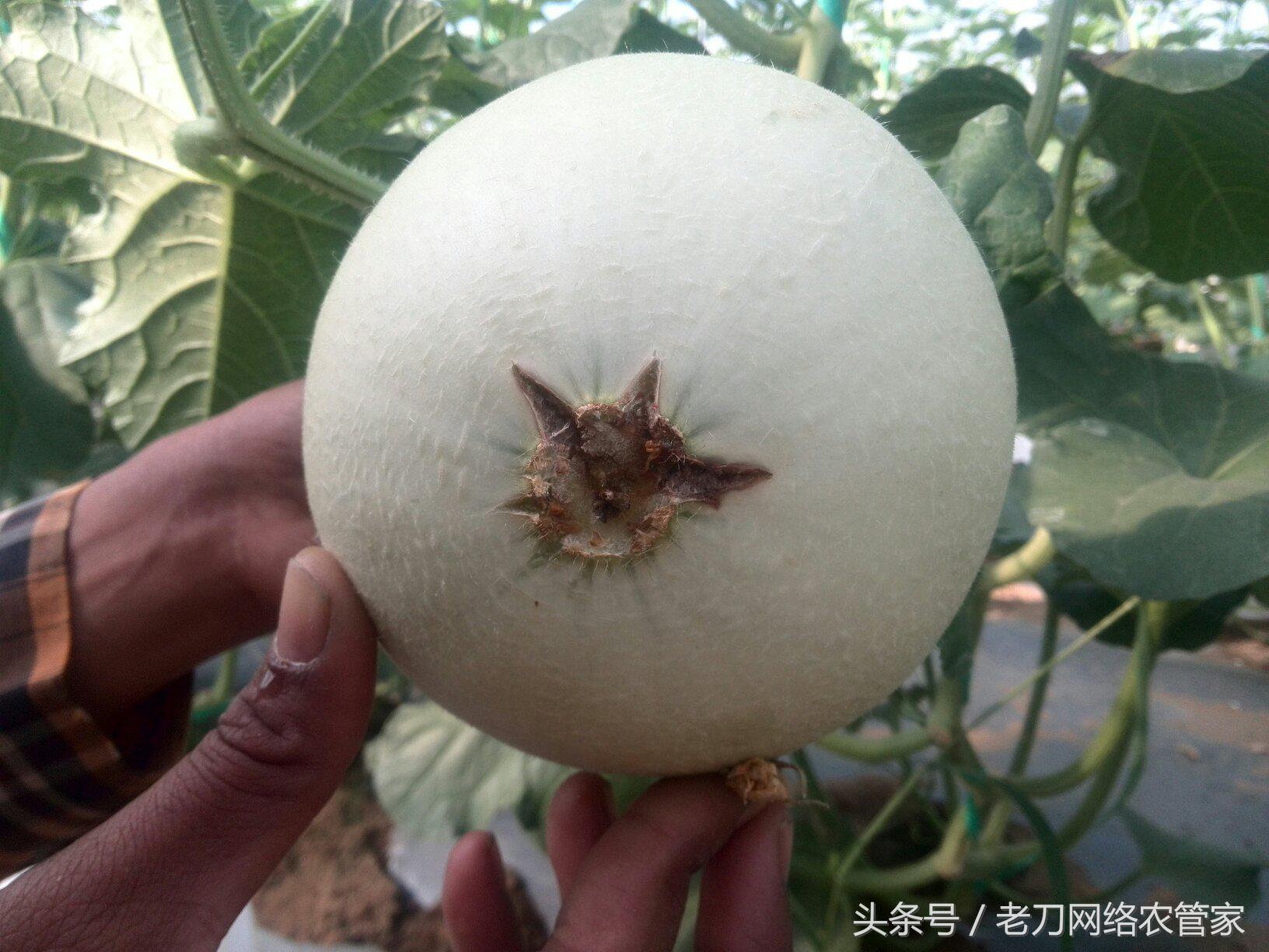 哈密瓜低温如何预防裂瓜,哈密瓜膨大期用磷酸二氢钾