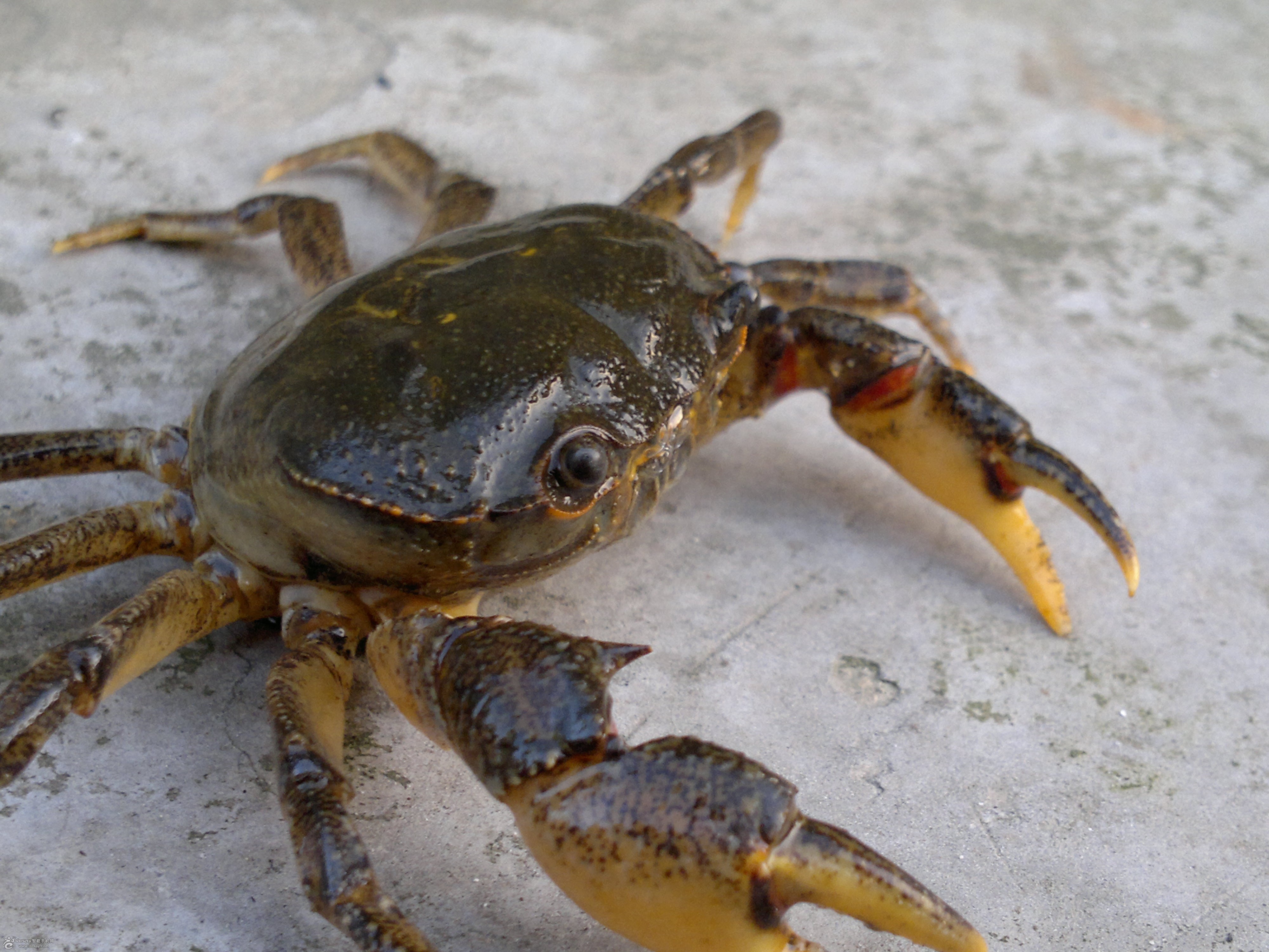 绑着的螃蟹怎么清洗干净,活螃蟹怎么清洗和蒸视频