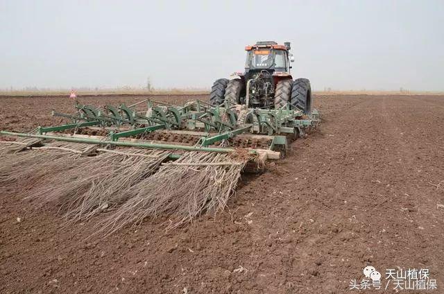 龙草净在棉花田防除龙葵使用技术