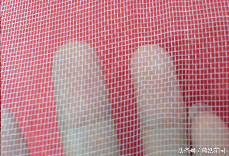 网购月季到家花苞蔫了怎么办,月季换盆后花苞蔫了怎么补救