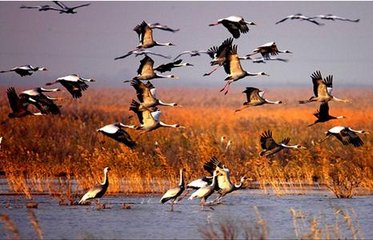 铁道游击队微山湖传奇,铁道游击队微山湖原版