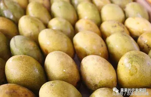 芒果有多少品种哪种更好吃,什么芒果品种最大最好吃