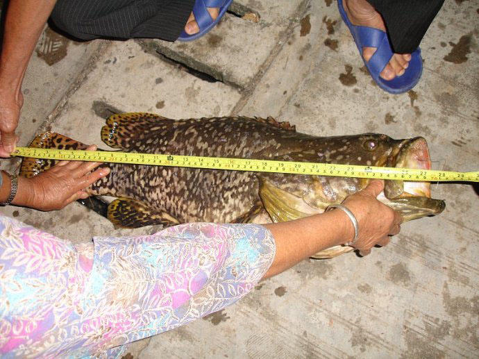 港口路亚石斑,港口巨型石斑