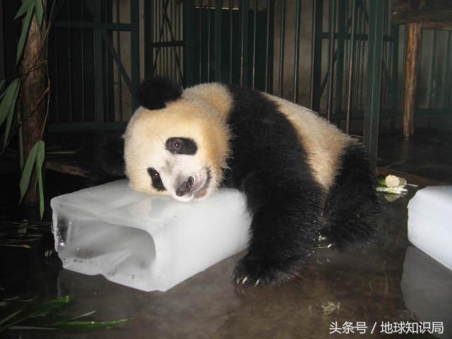 重庆是座充满历史底蕴的城市,重庆是怎么在大山里发展起来