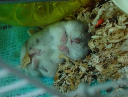怎么判断仓鼠是伪冬眠还是死掉,仓鼠刚来怎么防止仓鼠冻死