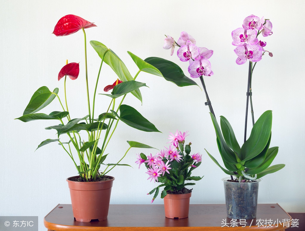 盆栽巧用小苏打:消毒灭菌、防虫祛害,家庭养花更简单!