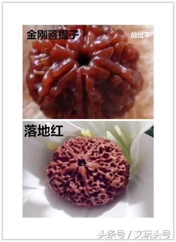金刚和落地红最简单的辨认方法,落地红和金刚的区别图片欣赏