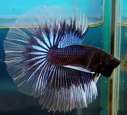 有哪些斗鱼天性好斗,斗鱼自恋狂