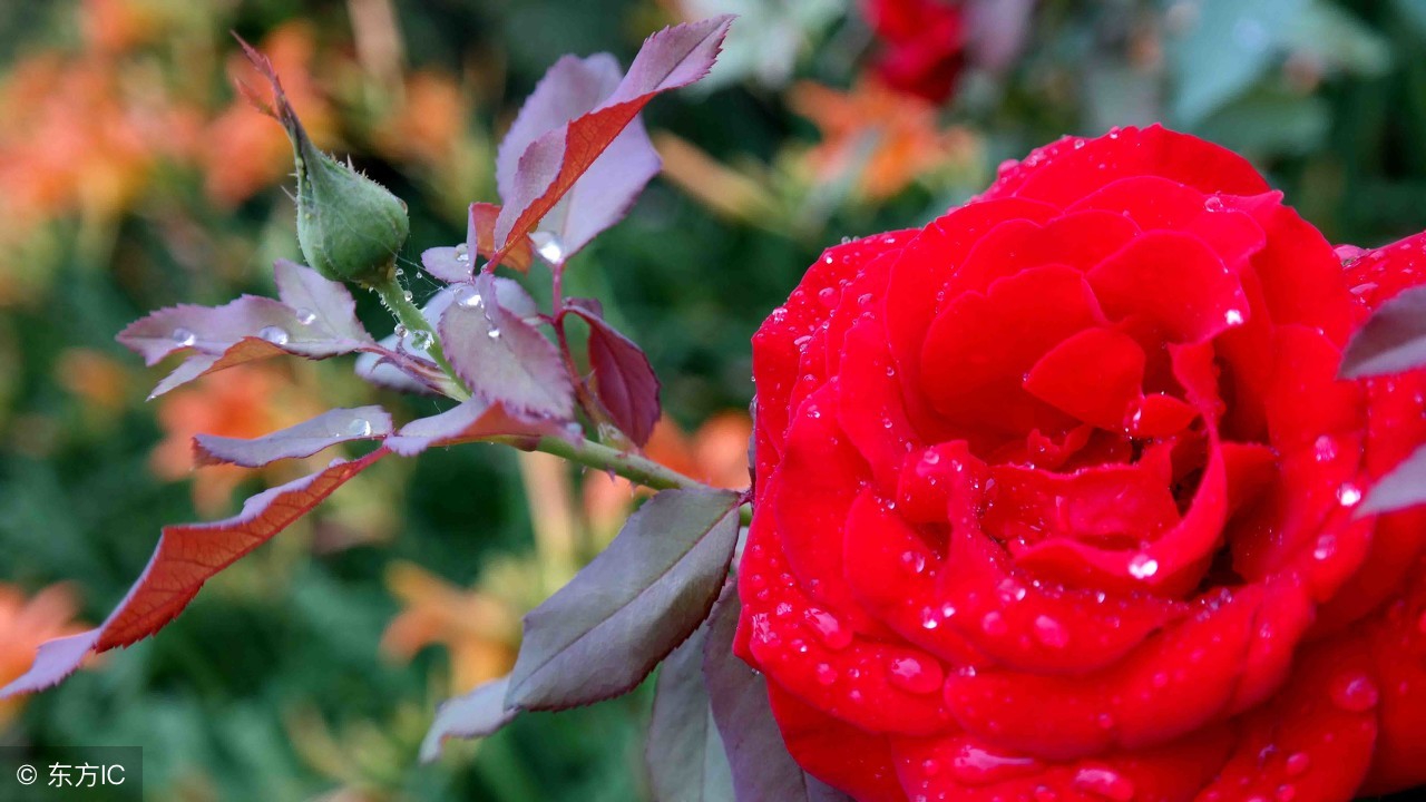 女性的专属节日祝福,女人的节日祝福语
