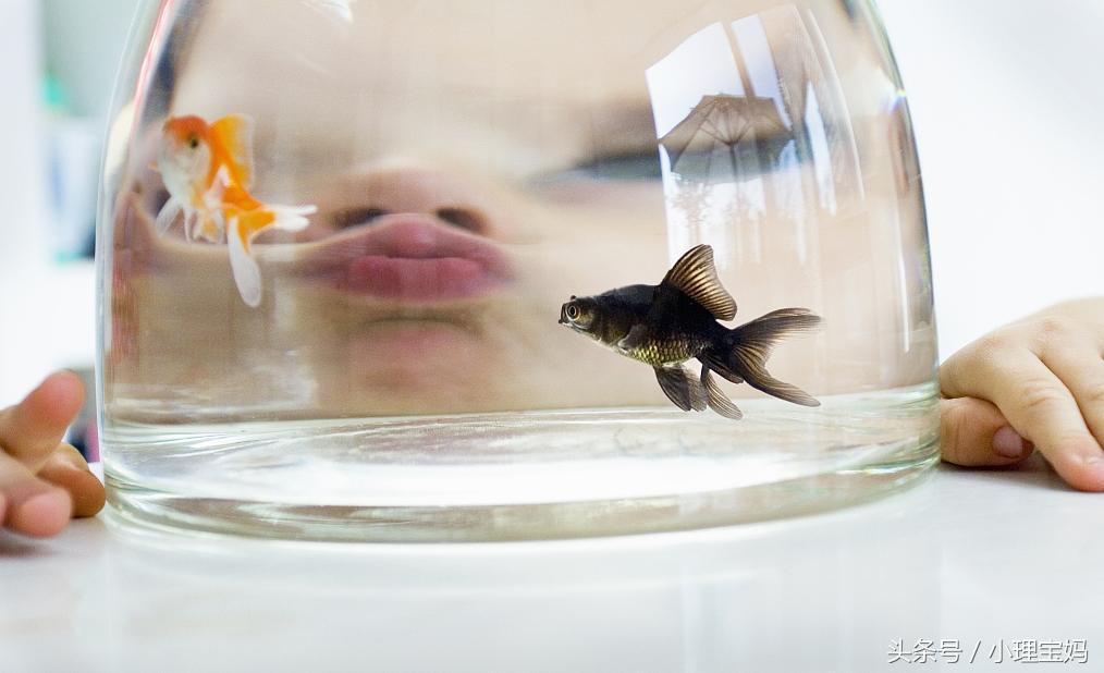 婴儿怕金鱼,7个月宝宝为啥怕金鱼