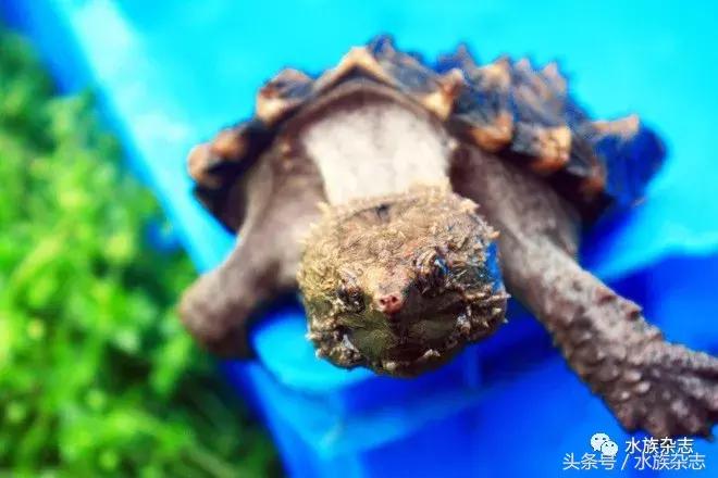 鱼缸里的龟,鱼缸里面的龟晒台