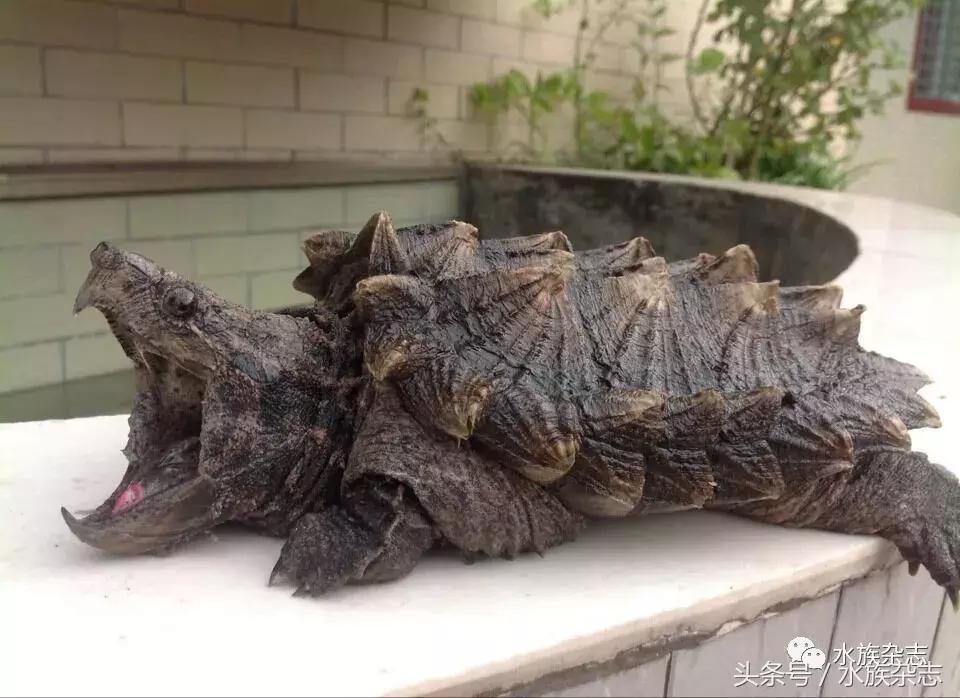 龟龟丞相,龟丞相