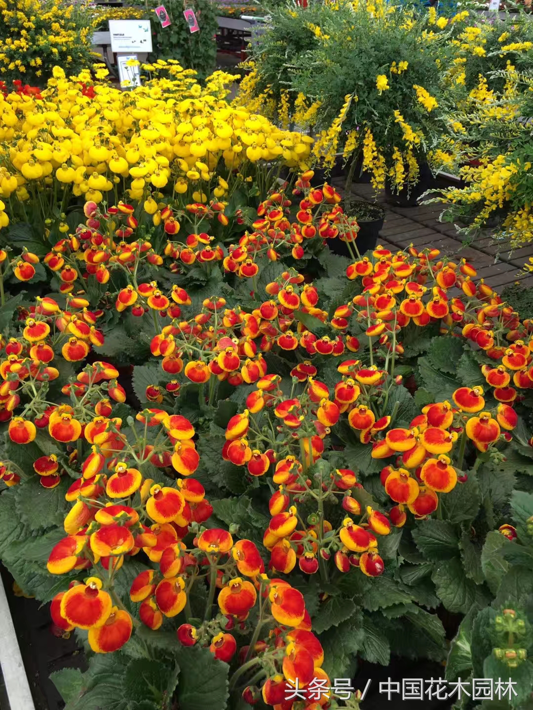 荷兰花园店值得购买的产品,荷兰花园店必买的产品