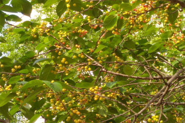 樱桃长得稀是怎么回事,樱桃长成的过程