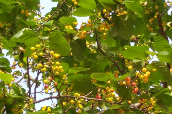 樱桃长得稀是怎么回事,樱桃长成的过程