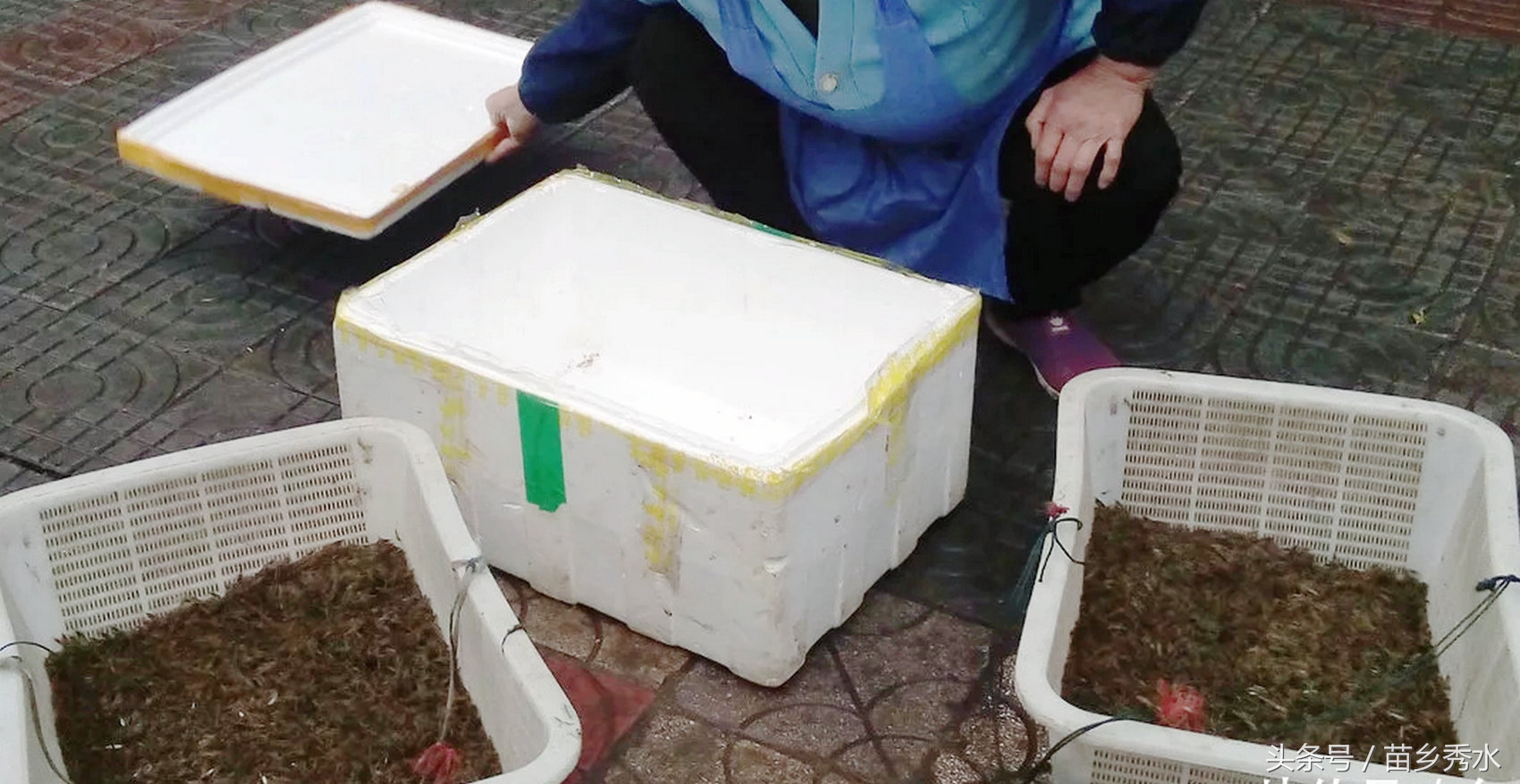 养小河虾需要注意什么,怎么养小河虾才能养得活