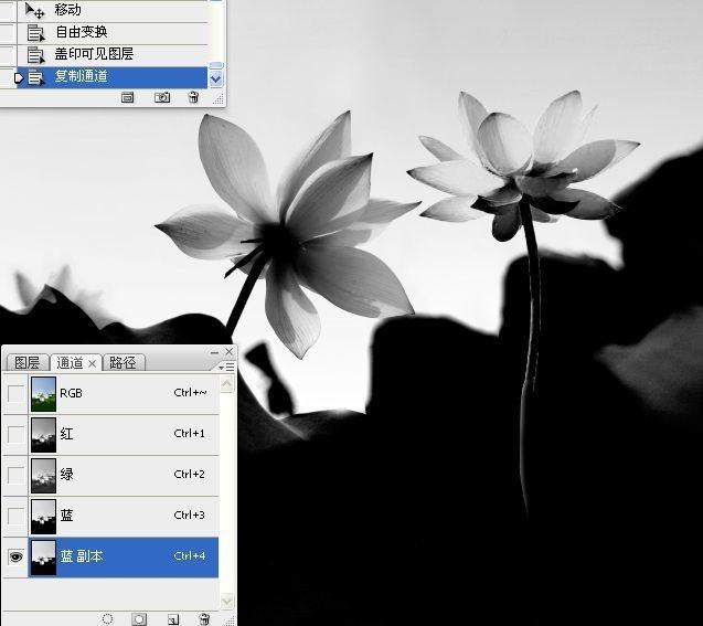 拍荷花用ps做成水墨画方法,ps怎样将拍的荷花p得漂亮免费教程